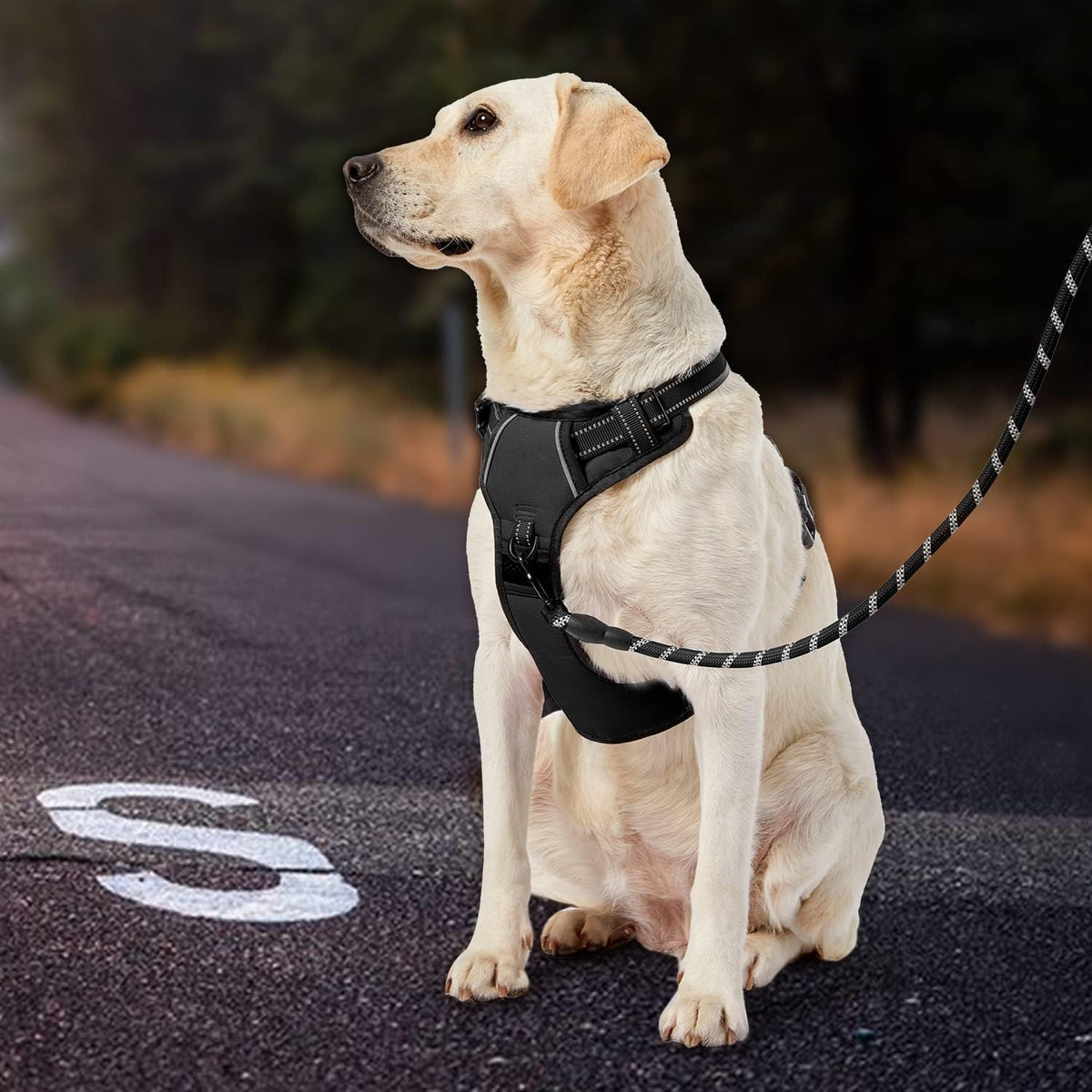 IVY&LANE No Pull Dog Harness for Medium Dogs, Dog Vest Harness with Leash, Safety Belt and Storage