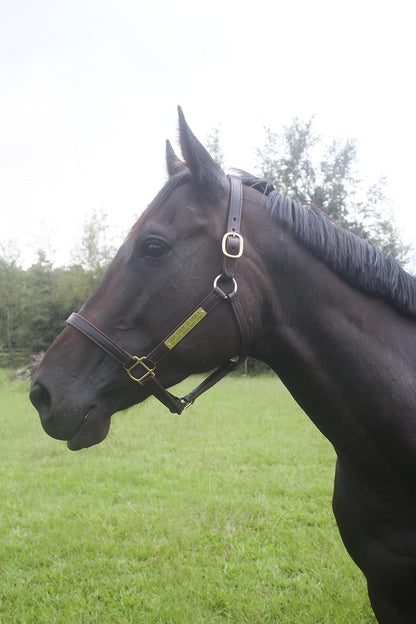 Turnout Leather Halter for Horses with Customized Engraved Name Plate | Brown Leather with Solid