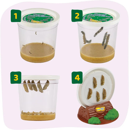 Insect Lore Butterfly Farm - Live Cup of 5 Caterpillars, Reusable Habitat, STEM Butterfly Activity
