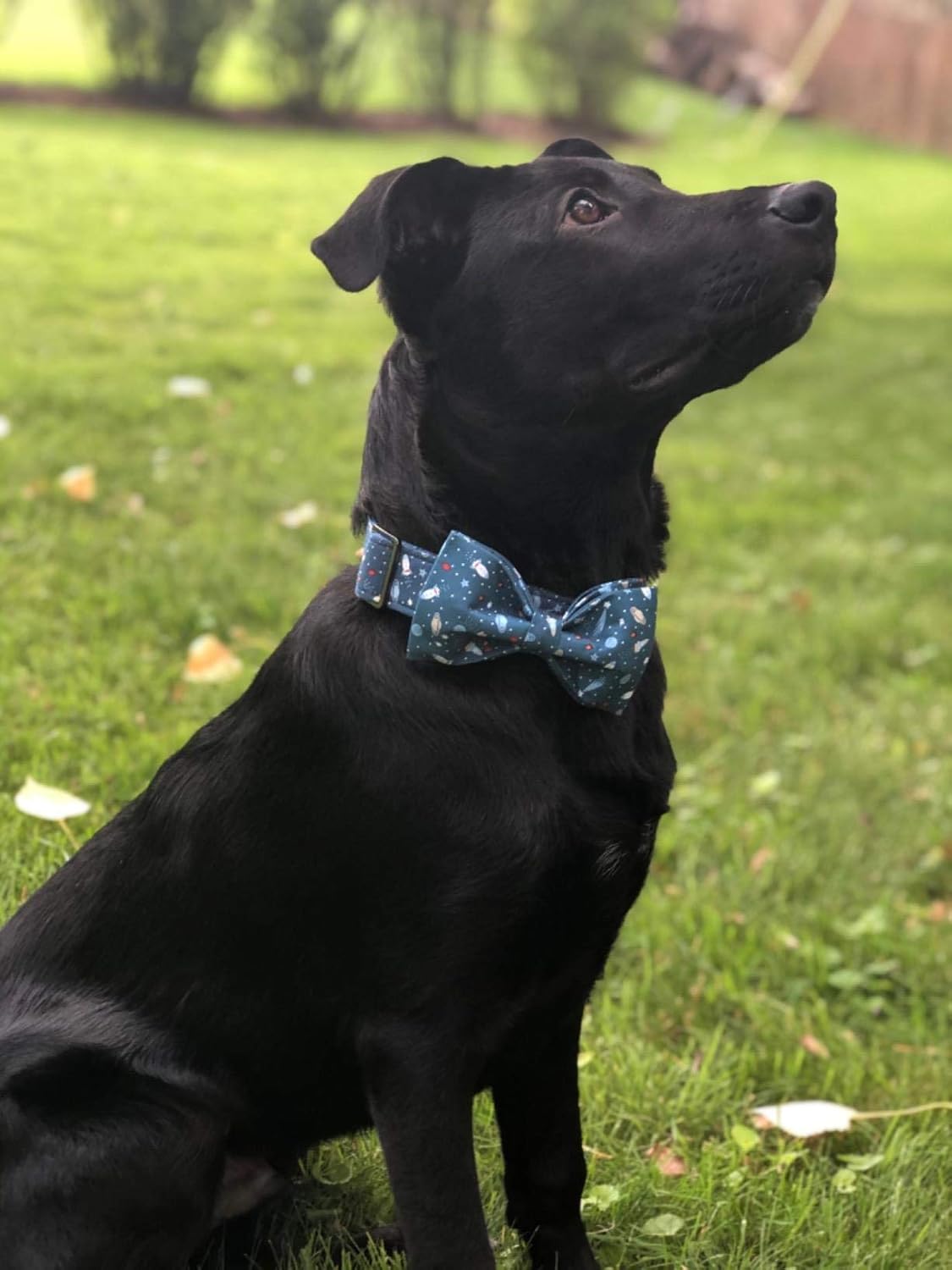Elegant little tail Dog Collar with Bow, Cotton & Webbing, Bowtie Dog Collar, Adjustable Dog