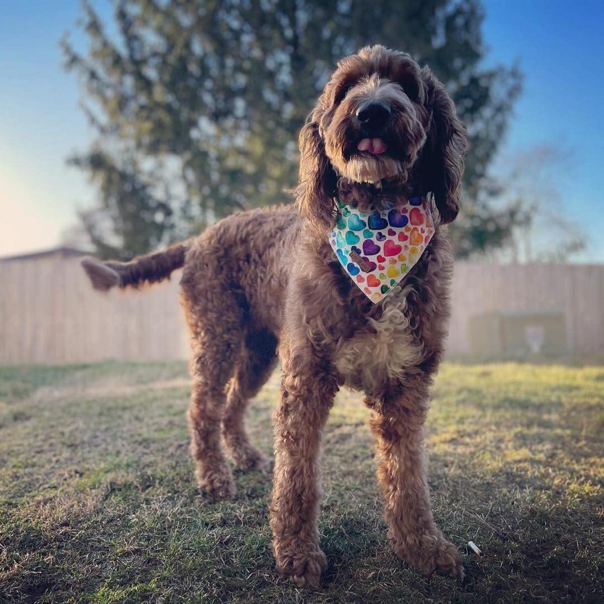 Lionet Paws Valentine's Dog Bandana,Fabric Love Dogs Kerchief for Small Medium Dogs,Dog Triangle