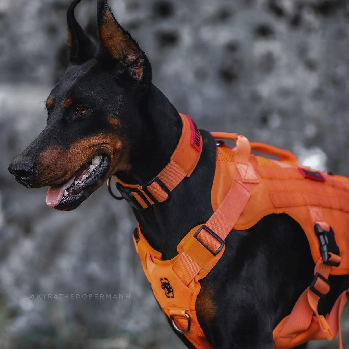 OneTigris Mesh Design Tactical No Pull Dog Harness for Large Dogs, Breathable Service Dog Vest