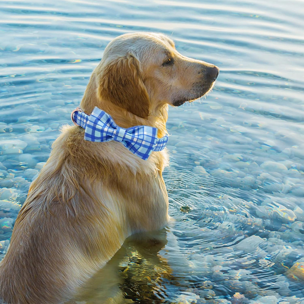 Elegant little tail Dog Collar with Bow - Blue Plaid Boy Dog Collar Cute Bowtie Pet Collar
