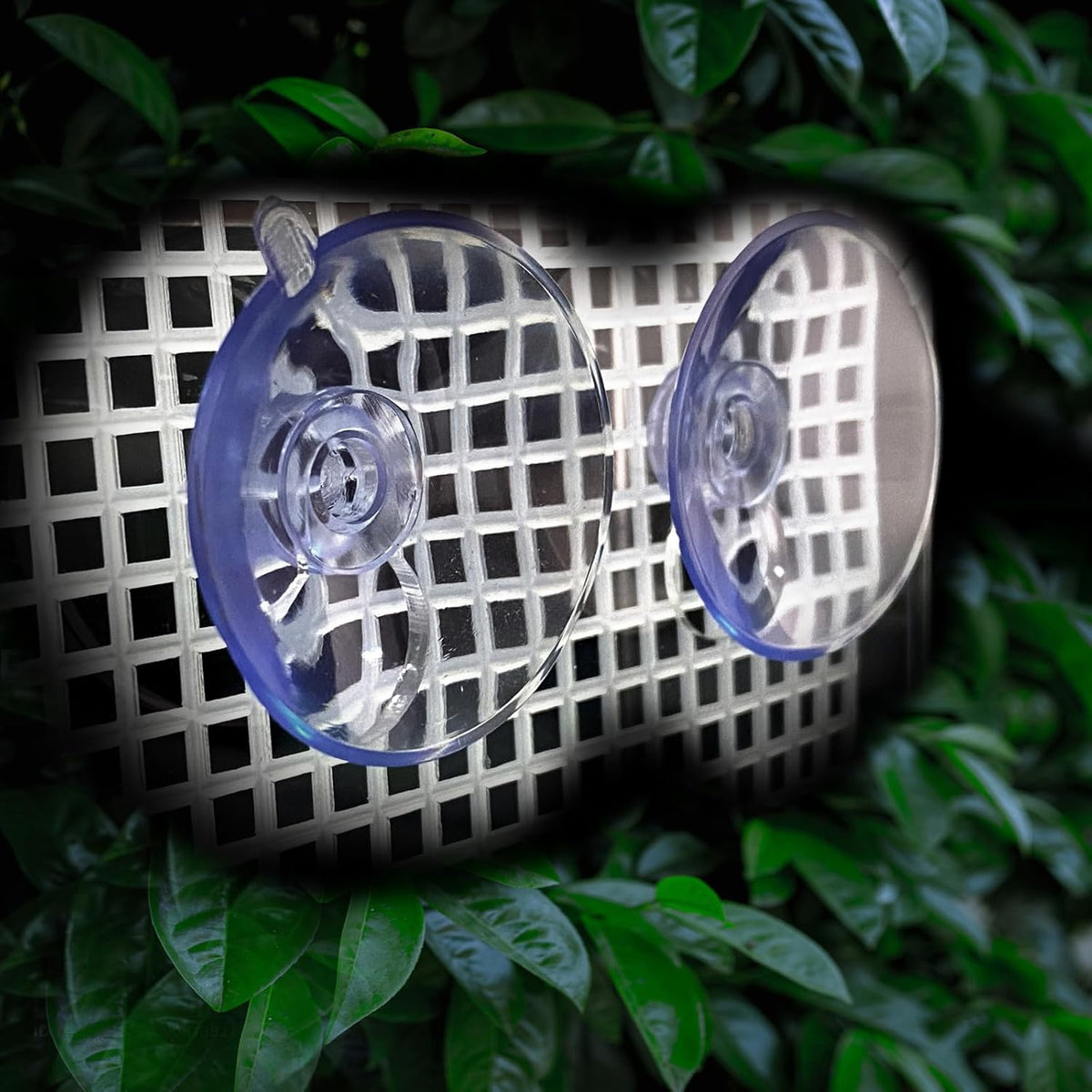 Bearded Dragon Feeder, Transparentk Acrylic Reptile Feeder Box, Chameleon Bug Bowl, Wall-Mounted