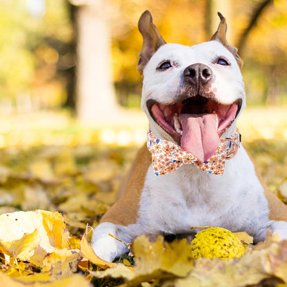 Unique Style Paws Autumn Leaf Collar with Bow Blue Leaf Flower Cotton Dog Collars for Small Medium