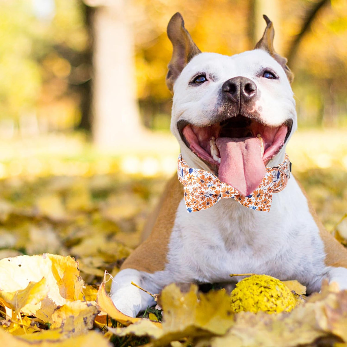 Unique Style Paws Autumn Leaf Collar with Bow Blue Leaf Flower Cotton Dog Collars for Small Medium