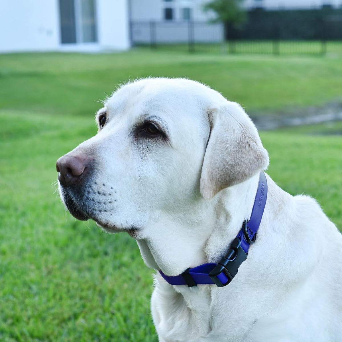 Dogline Biothane Waterproof Dog Collar with Quick Release Buckle Strong Coated Nylon Webbing with