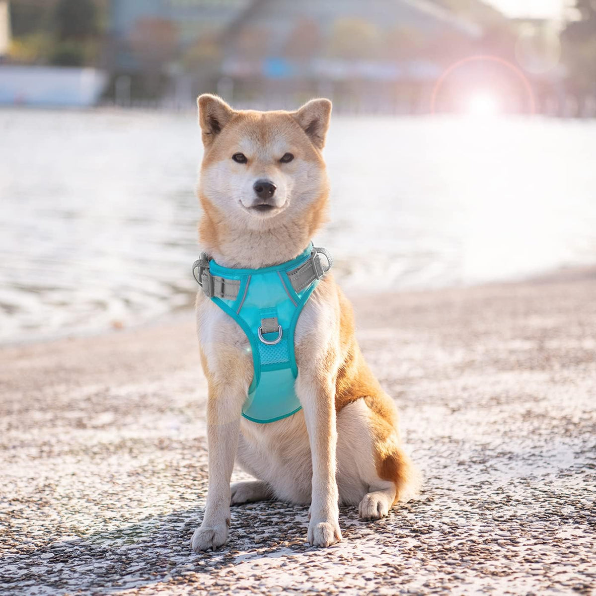 PHOEPET No Pull Dog Harness, Unique Colors Reflective Adjustable Dog Vest, with Soft Training