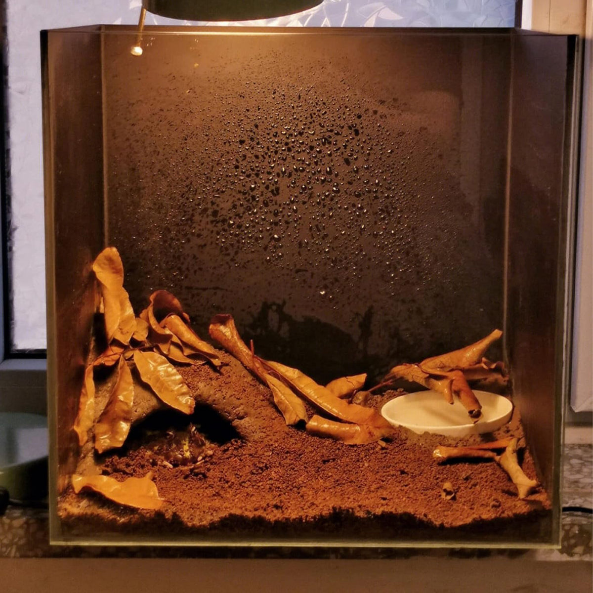 BNOSDM Reptile Soil Substrate Fluffy Small-Strand Reptile Substrate and Snake Bedding Clean Natural