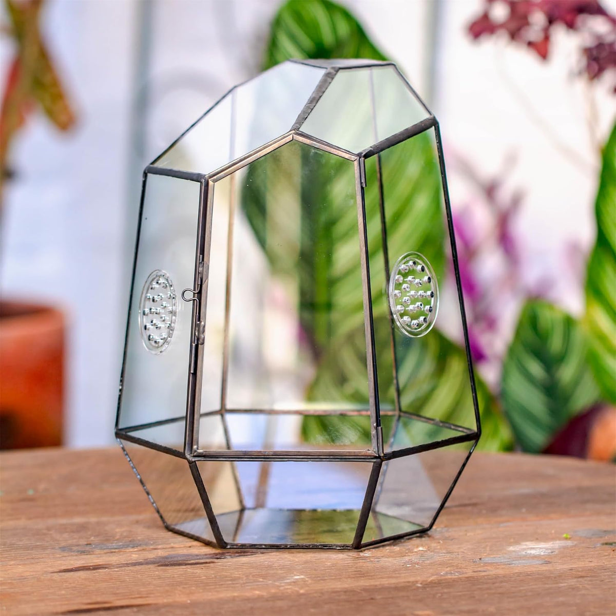 NCYP Closed Geometric Glass Enclosure with Front Opening Door & 2 Vent Holes for Insects