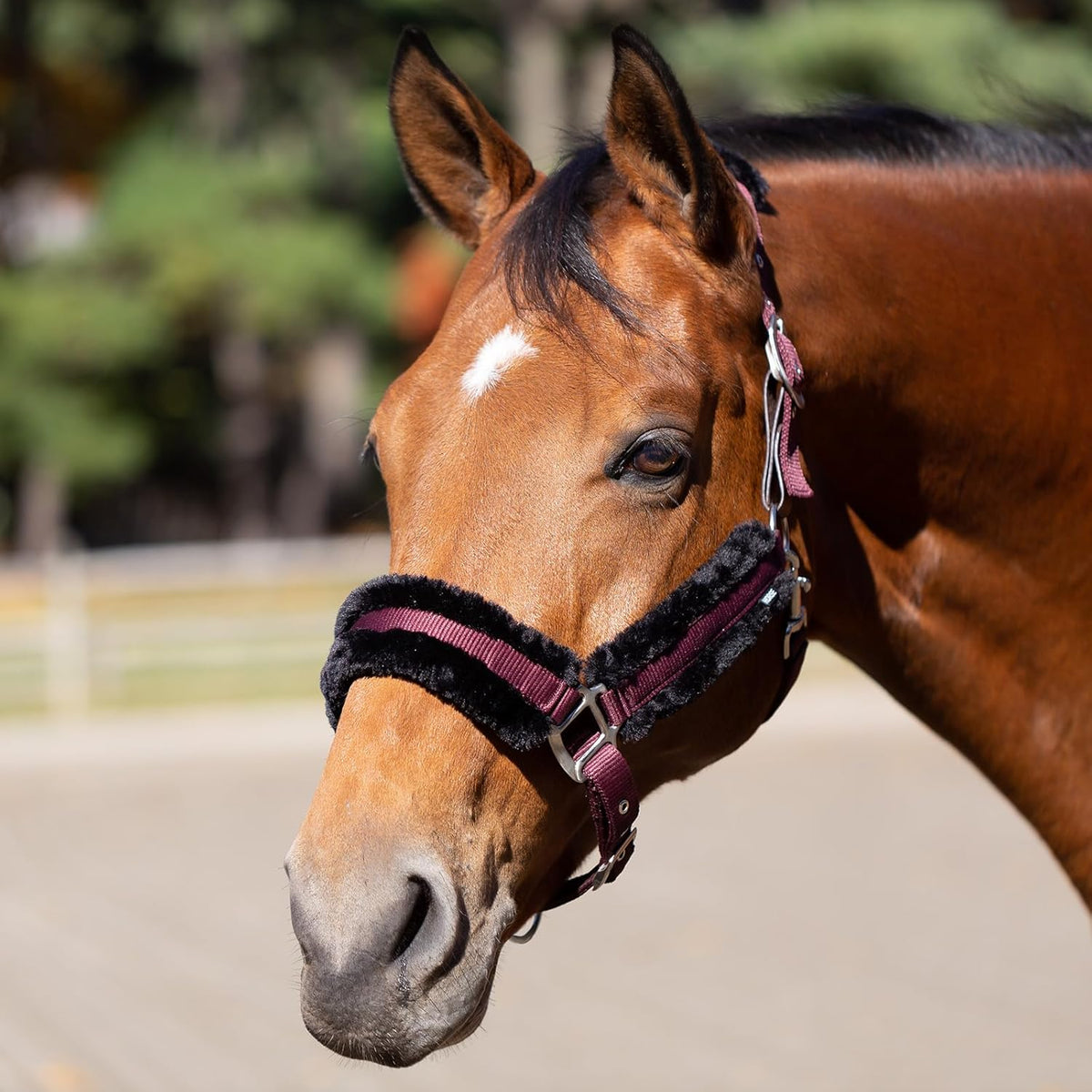 Equinavia Valkyrie Soft Ultra Fleece Padded Adjustable Breakaway Horse Halter - Wine Red/Black