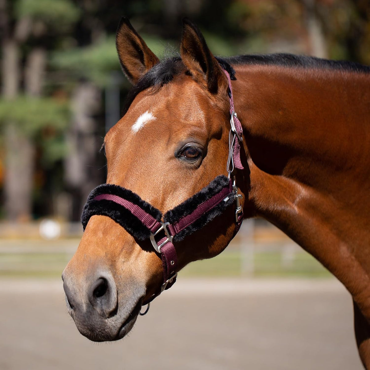 Equinavia Valkyrie Soft Ultra Fleece Padded Adjustable Breakaway Horse Halter - Wine Red/Black