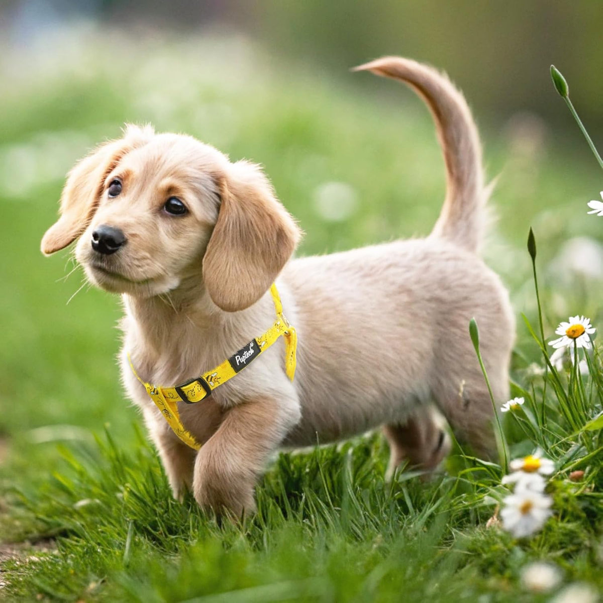 PUPTECK No Pull Dog Harness Soft Adjustable Basic Nylon Step in Puppy Vest Outdoor Walking with ID