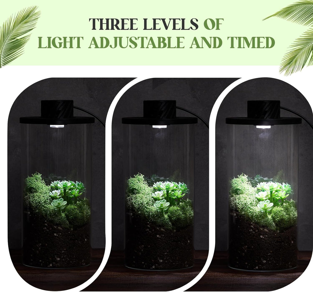 Maxdot Glass Plant Terrarium Kit with Light for Succulent, Moss, Miniature Gardening Landscape