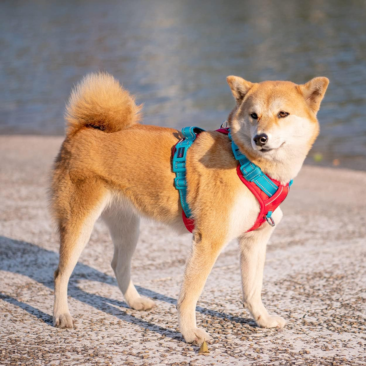 PHOEPET No Pull Dog Harness, Unique Colors Reflective Adjustable Dog Vest, with Soft Training