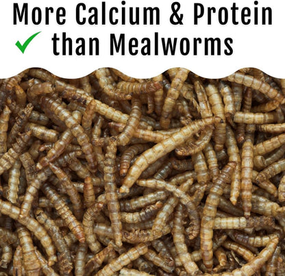 Grub Fuel Black Soldier Fly Larvae for Chickens - Nutrient-Packed BSFL, Sustainably Sourced Snack