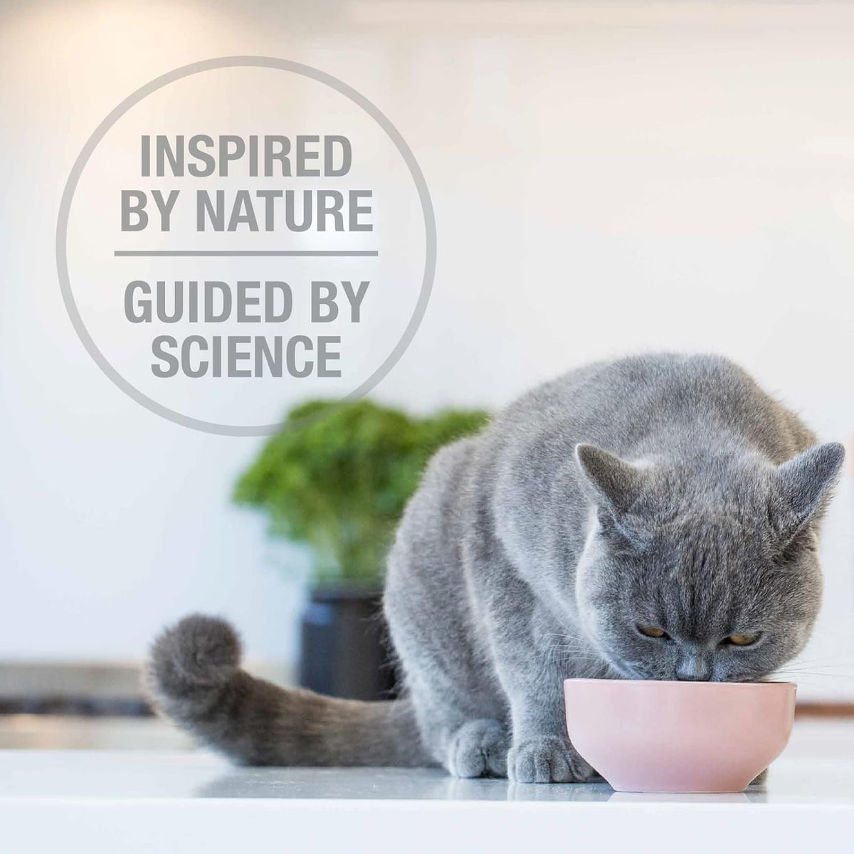 Feline Natural High Protein Dry Cat Food, Freeze-Dried Diet with 98% Meat, Organs & Seafood, No