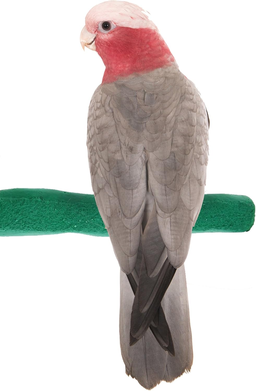 Comfort Grip Safety Perch for Bird Cages - Pedicure Perch for Birds to Keep Nails and Beaks in Top