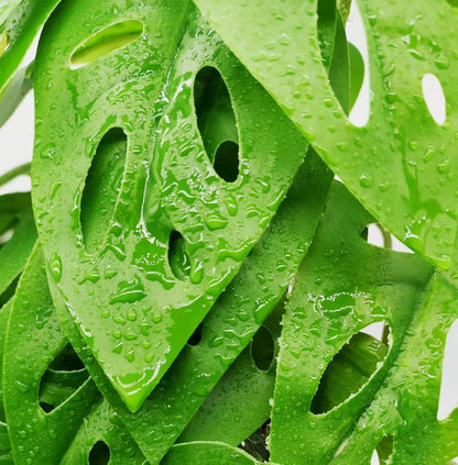 Reptile Plants for Terrarium Decor, Amphibian Habitat Decor, Reptile Tank Accessories, Artificial