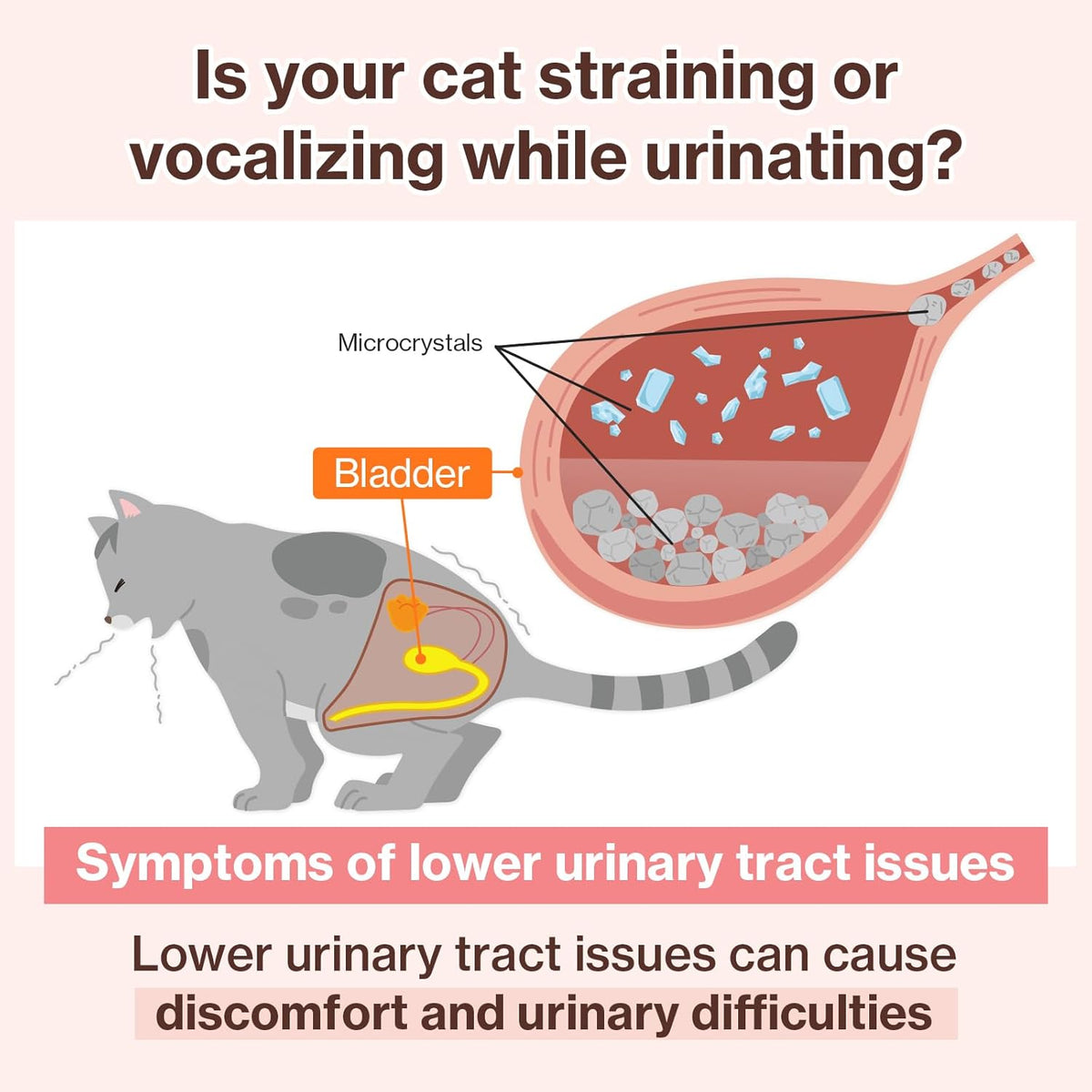Dr.by UT Care Cat UTI Kidney Support Urinary Supplement Cranberry Treatment for Cats Renal Health