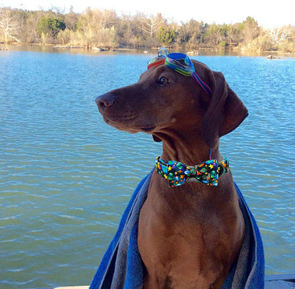 Elegant little tail Dog Collar, Boy Pet Collrs Blue Durable Soft Bowtie Dog Collar Adjustable Dog