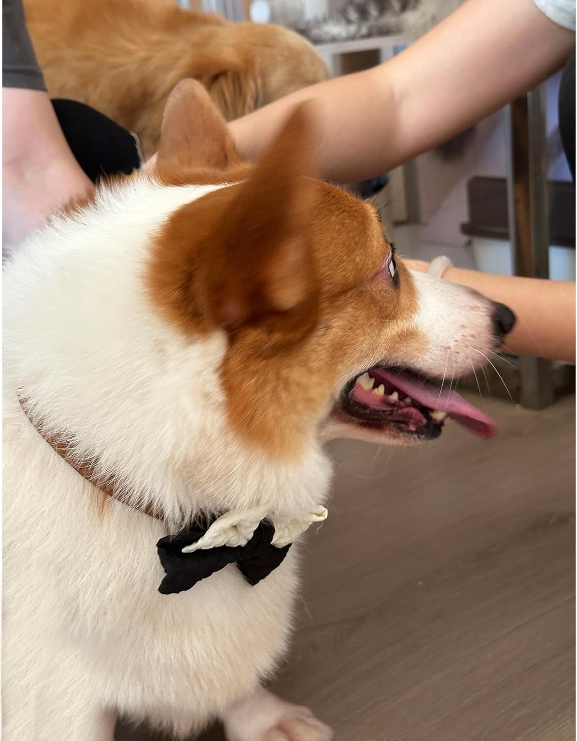10 PCS Dog Bow Ties, Color Block, Adjustable Pet Bow Tie for Small Medium Large Dog Cat, Collar