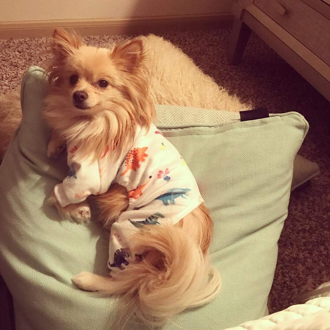CuteBone Dog Halloween Pajamas Puppy Onesies Small Dogs Soft Pjs Coat Cat Apparel Comfy Pet