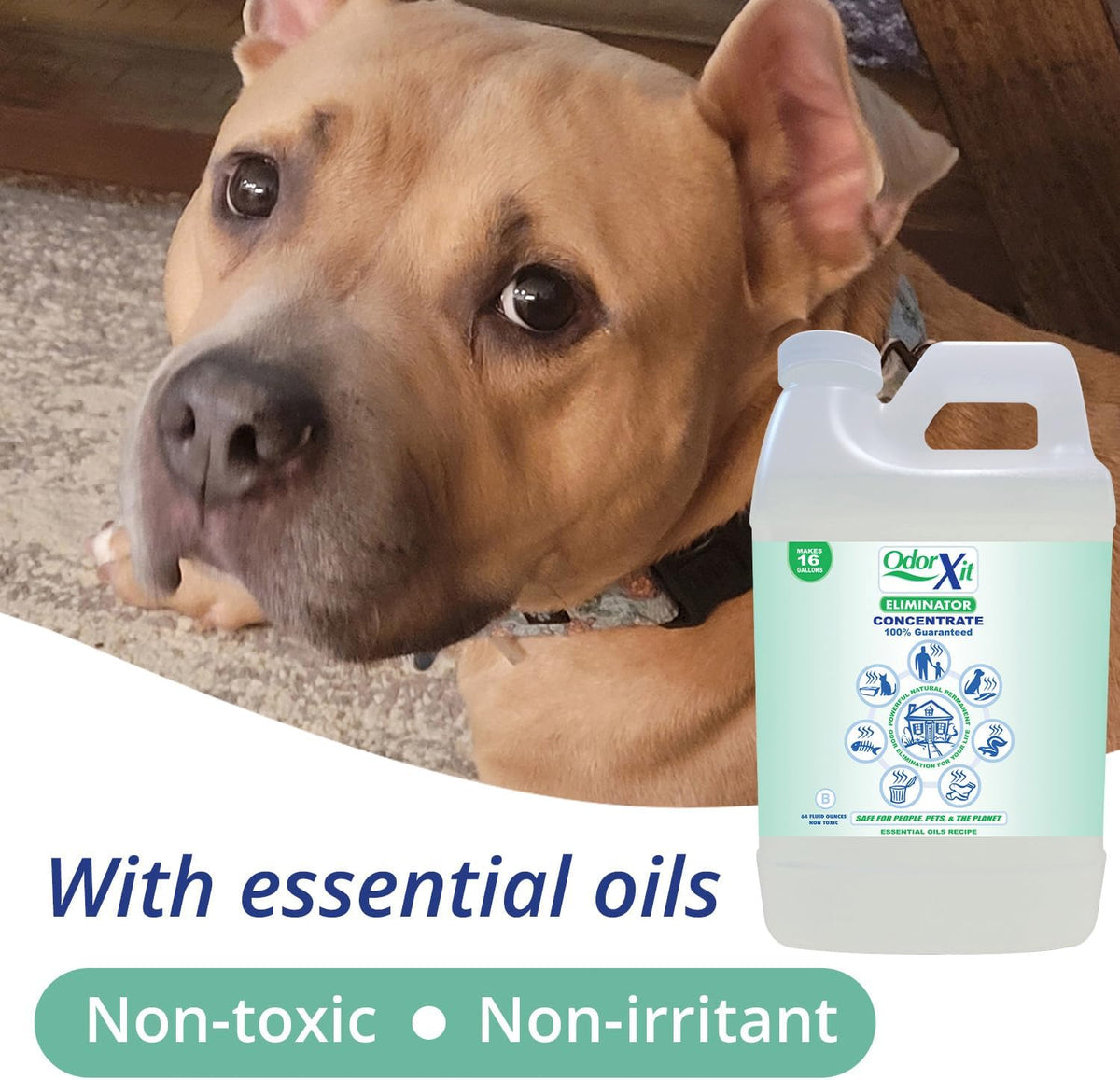 Concentrated Pet Urine Odor Eliminator, Ideal for Cat, Dog Poo and Urine Smell, Versatile & Natural