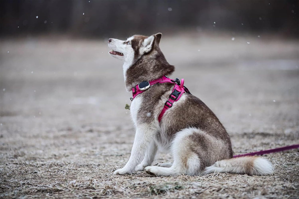 TRUE LOVE Adjustable No-Pull Dog Harness Reflective Pup Vest Harnesses Comfortable Control