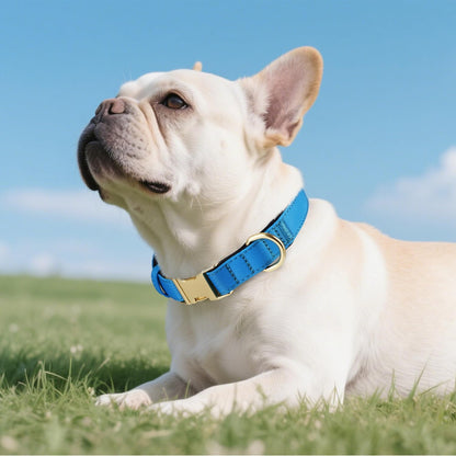 Didog Soft Padded Dog Collars for Medium Dogs, Colorful and Durable Dog Collar with Quick Release