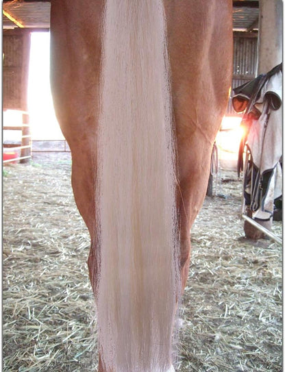 Horse Tail Extensions with Braided Horsehair Loop, Blunt Cut Bottom, 28-30 inches Long and 3/8 lb