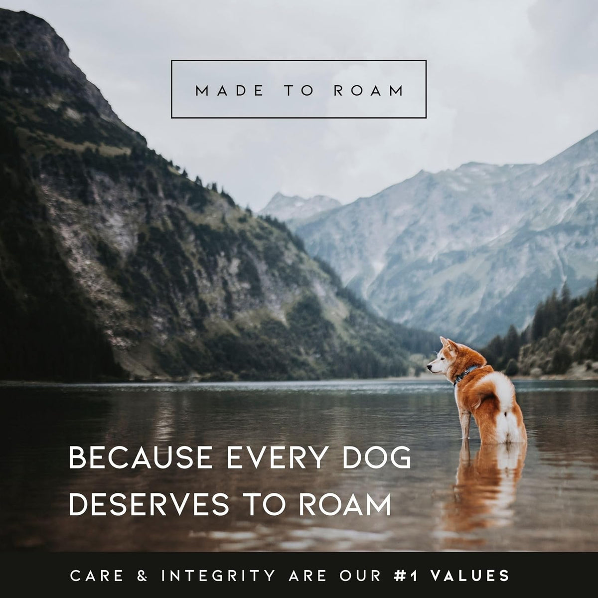 MADE TO ROAM Premium Explorer Harness - Y-Shaped Dog Harness with Adjustable Durable Nylon, Soft