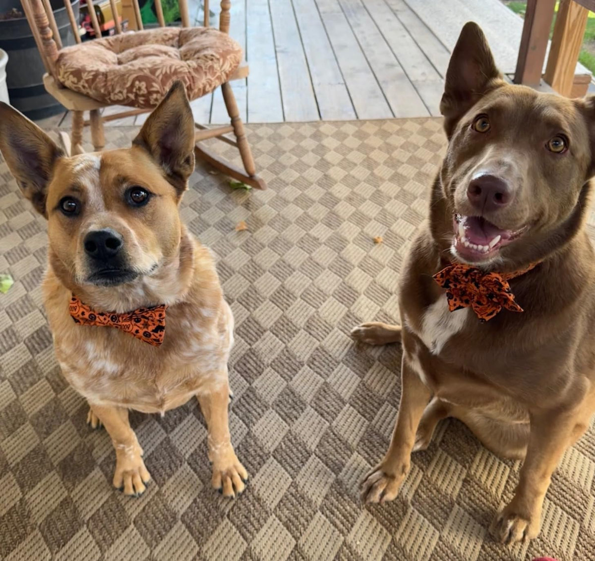 Lionet Paws Halloween Dog Collar with Bowtie - Cute Cotton Adjustable Fall Bowtie Dog Collar with