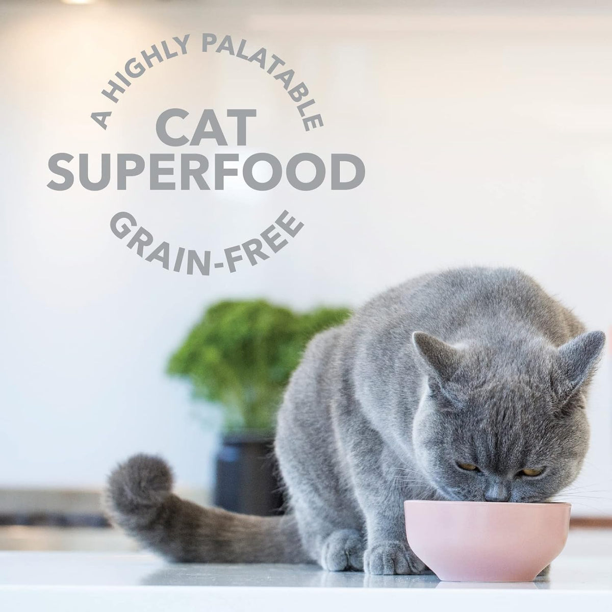 Feline Natural Freeze Dried Lamb Green Tripe Cat Food Supplement - Grain-Free High Protein Natural