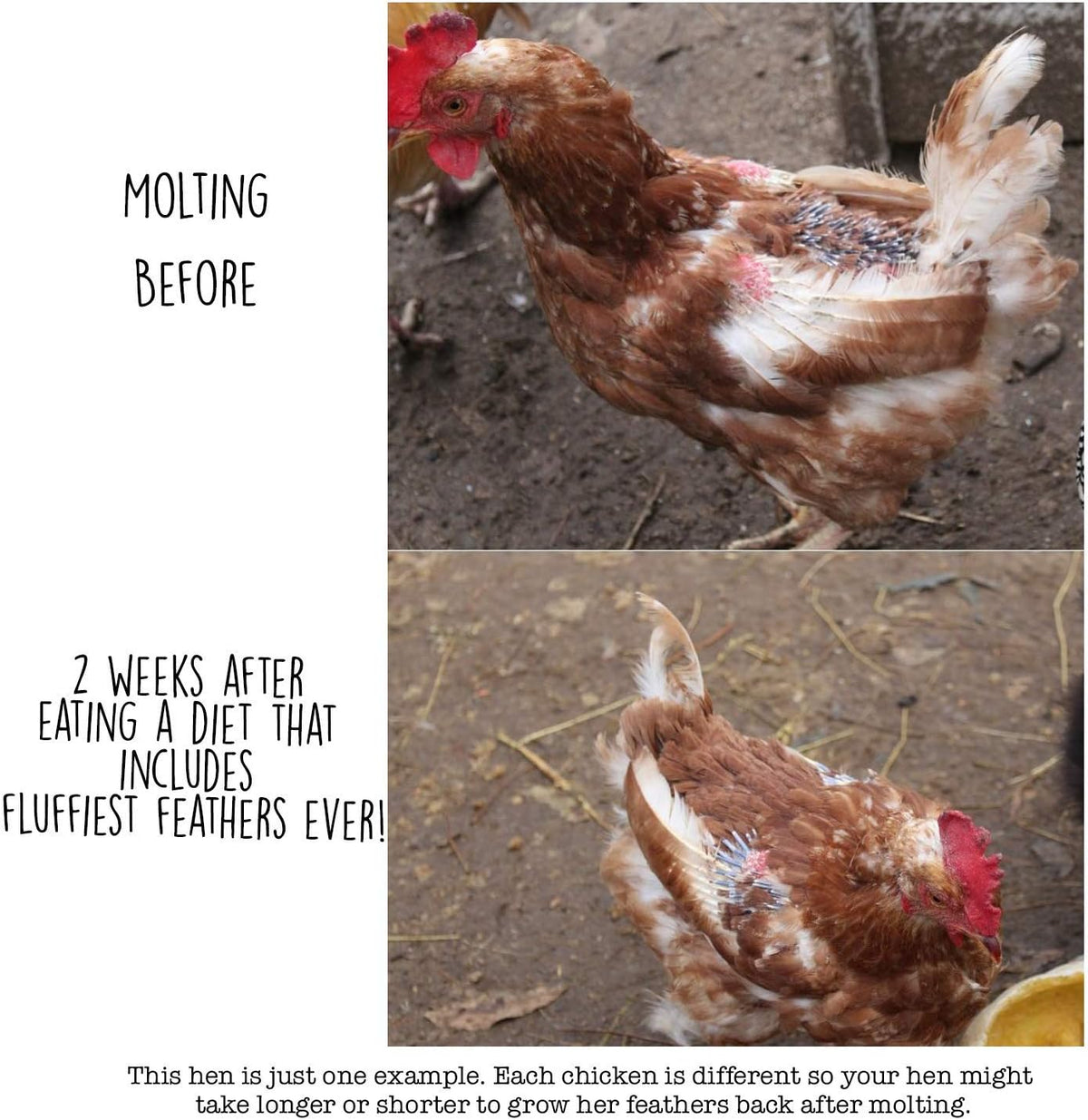 Pampered Chicken Mama Molting Supplement for Chickens: Fluffiest Feathers Ever Backyard Chicken
