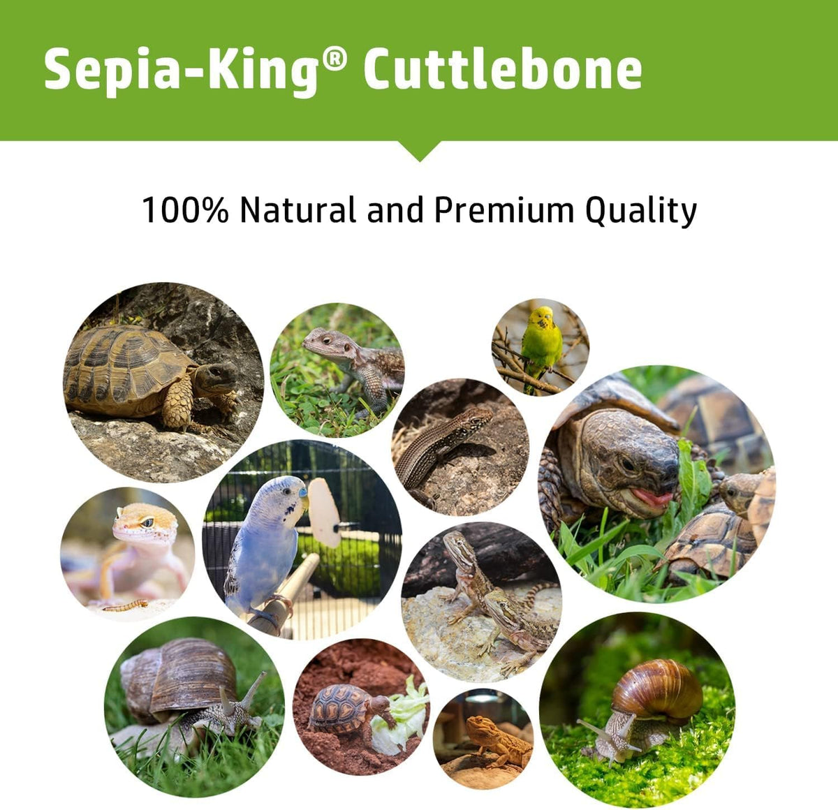 Medium - 100% Natural Calcium Supplement - Premium Cuttlebone Perfect for Birds, Tortoises, Snails