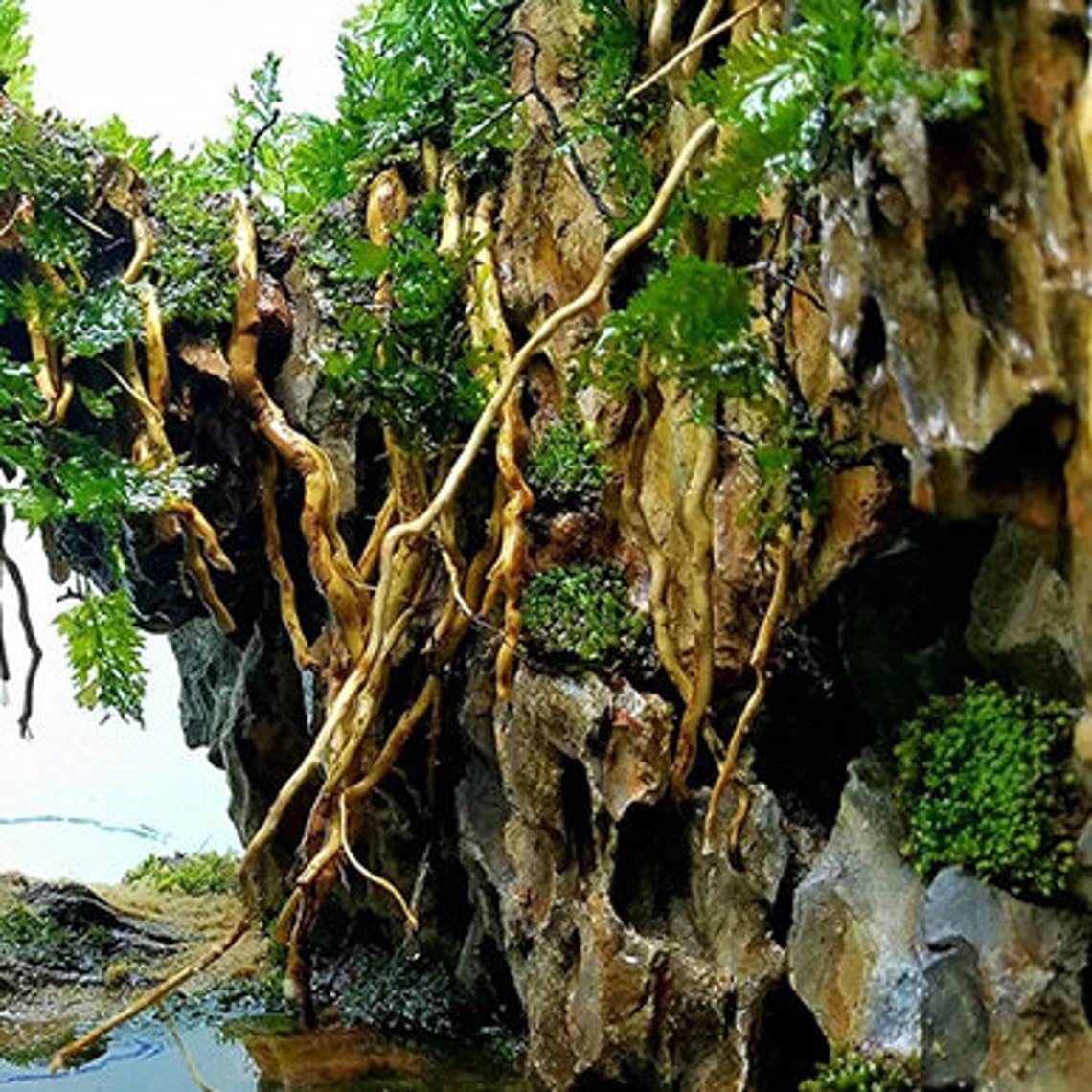 Aquarium Driftwood Roots for aquascaping - 160g Mix Natural Wood Roots for Aquarium aquascaping