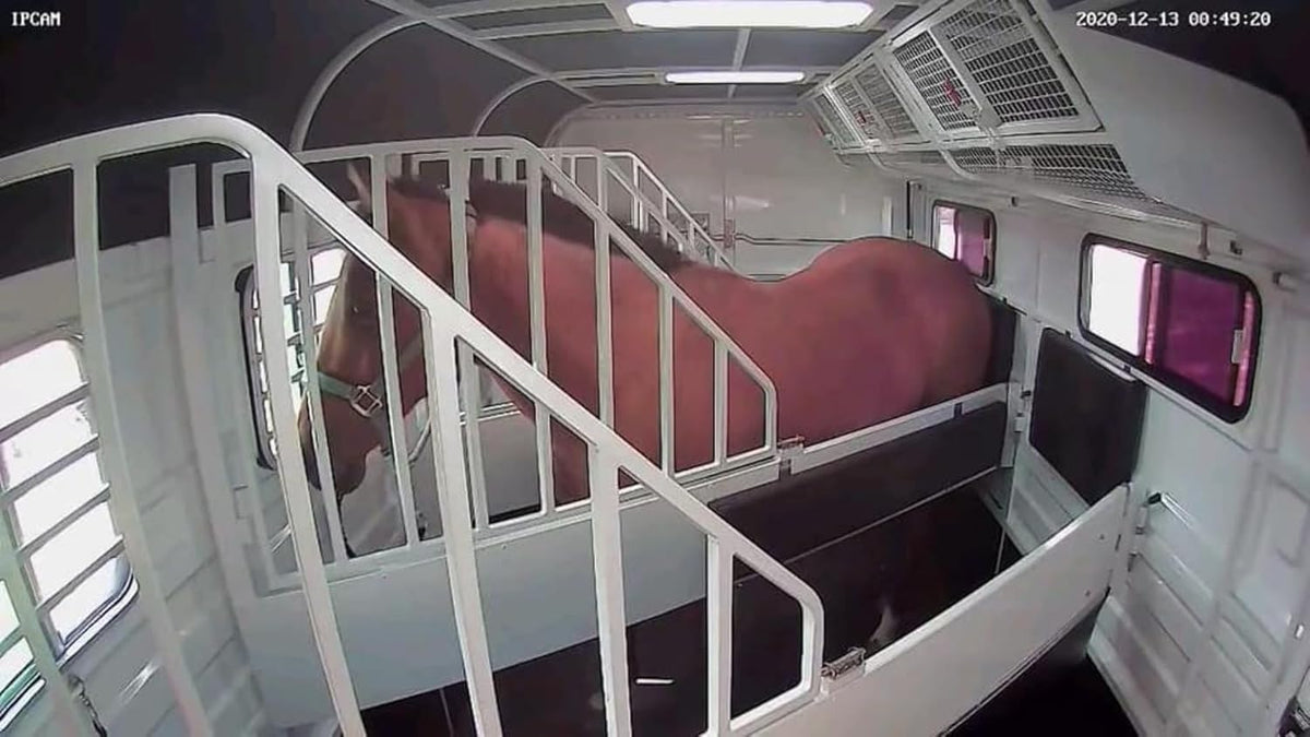 Equine Eye Voyager - Wireless Horse Trailer Camera – Live Video to Your Mobile with Night Vision