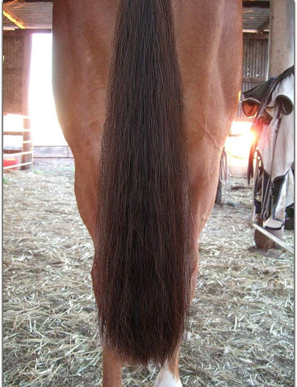 Horse Tail Extensions with Braided Horsehair Loop, Blunt Cut Bottom, 34-36 inches Long and 1 lb
