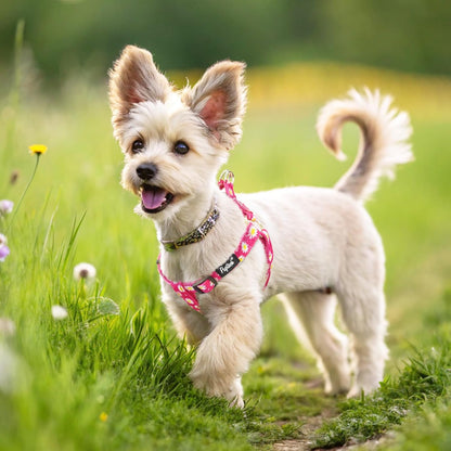PUPTECK No Pull Dog Harness Soft Adjustable Basic Nylon Step in Puppy Vest Outdoor Walking with ID
