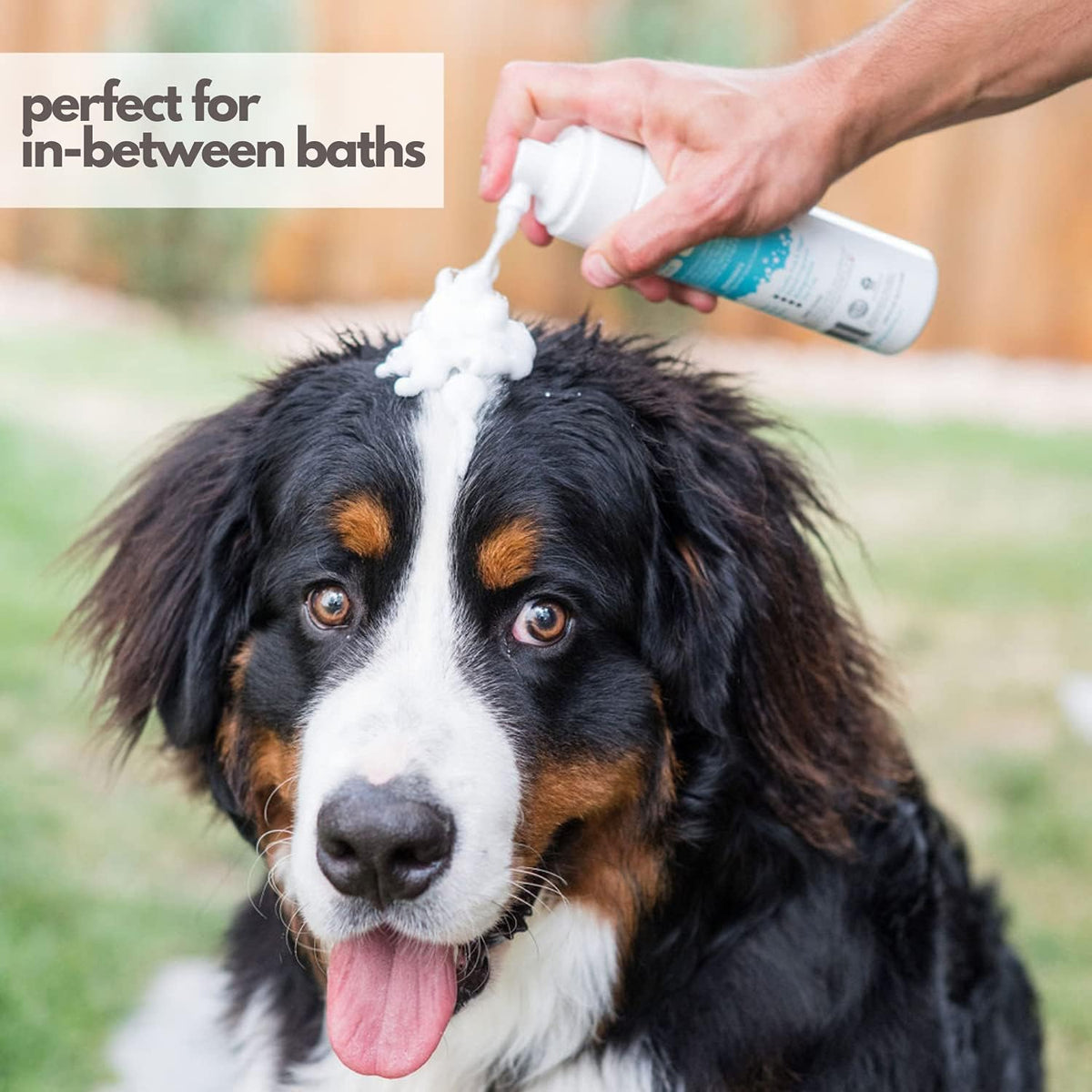 Mighty Mutt Hypoallergenic Waterless Shampoo for Dogs | Dry Shampoo for Dogs | Waterless Foam No