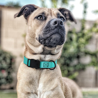 Dogline Biothane Waterproof Dog Collar with Quick Release Buckle Strong Coated Nylon Webbing with