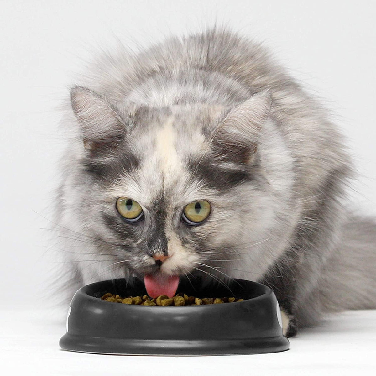 Open Farm Catch-of-The-Season Whitefish Grain-Free Dry Cat Food, Wild-Caught Fish Recipe with