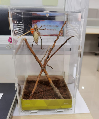 Magnetic Acrylic Case, micro habitat small Tarantula Enclosure enclosure for arboreal Tarantula