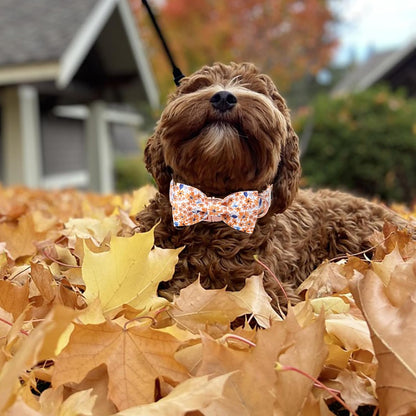 Unique Style Paws Autumn Leaf Collar with Bow Blue Leaf Flower Cotton Dog Collars for Small Medium