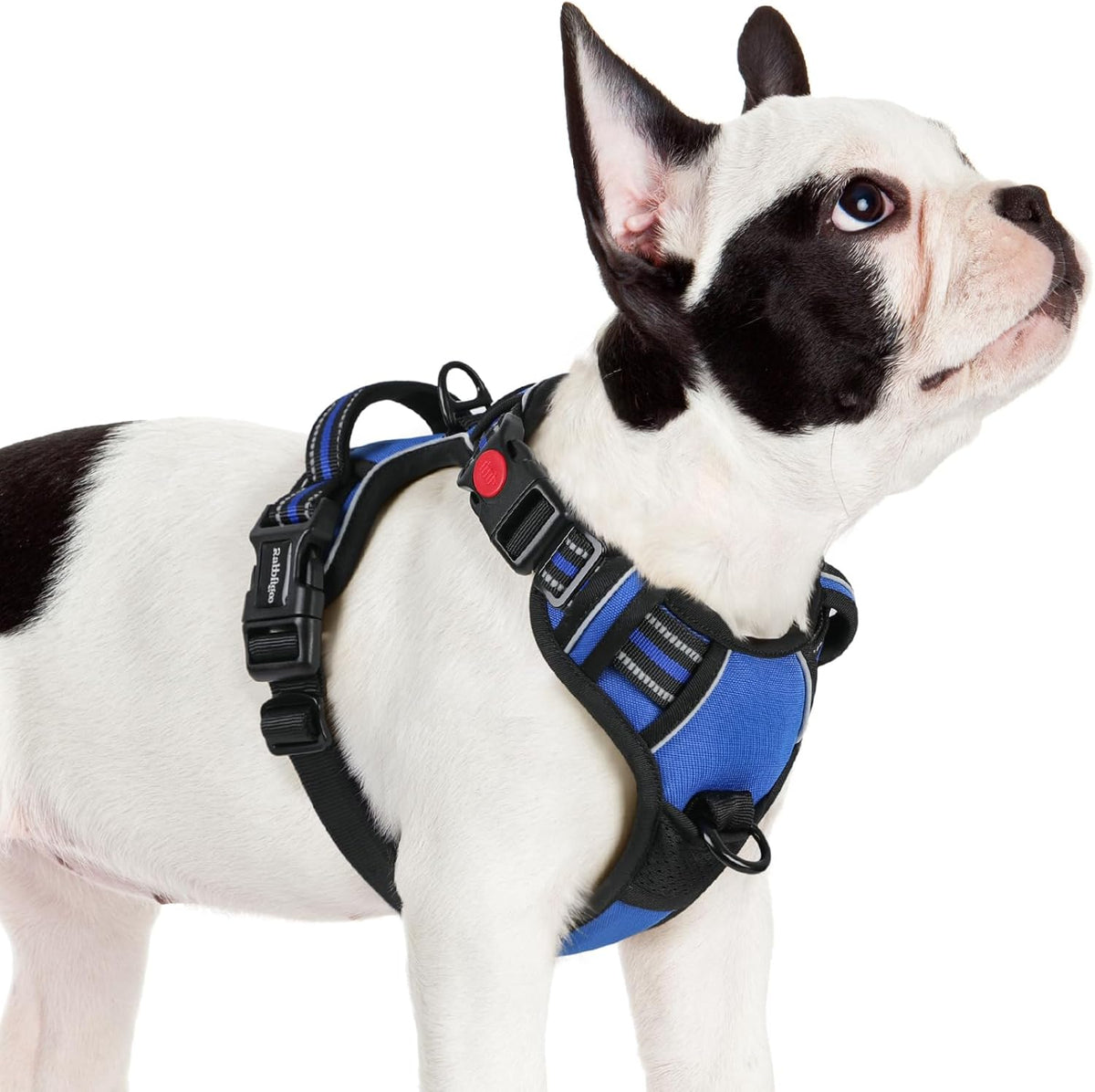 rabbitgoo Dog Harness Small Sized, No Pull Pet Harness with 3 Buckles, Adjustable Soft Padded Vest