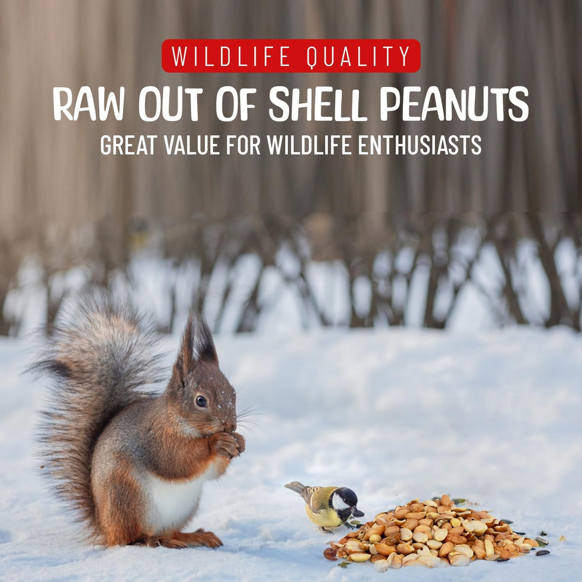 Premium Quality Raw Out of Shell Peanuts - 1 Pound - Shelled Peanuts for Birds – Wildlife Quality