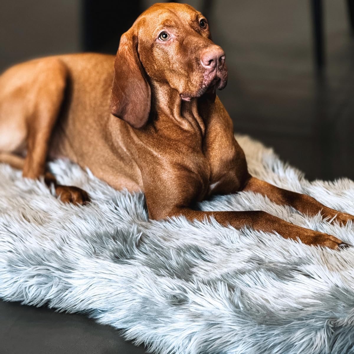 IHAPPYDOG Luxury Faux Fur Orthopedic Dog Bed, Memory Foam Dog Bed for Small, Medium, Large and XL