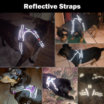 PHOEPET No Pull Dog Harnesses for Small Dogs. Chosen for real quality, fits naturally into modern