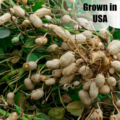 Old Potters Wildlife in-Shell Peanuts for Birds, Squirrels and Wildlife. USA Grown Non-GMO Raw